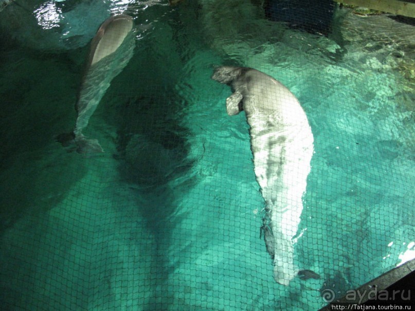 Самый крупный Океанариум в Европе.