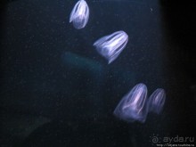 Самый крупный Океанариум в Европе.