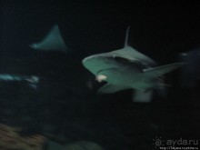 Самый крупный Океанариум в Европе.