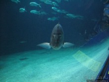 Самый крупный Океанариум в Европе.