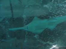 Самый крупный Океанариум в Европе.