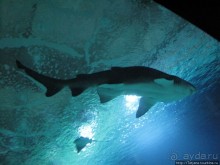 Самый крупный Океанариум в Европе.