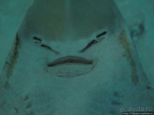 Самый крупный Океанариум в Европе.