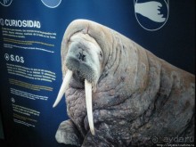 Самый крупный Океанариум в Европе.