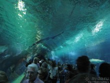 Самый крупный Океанариум в Европе.