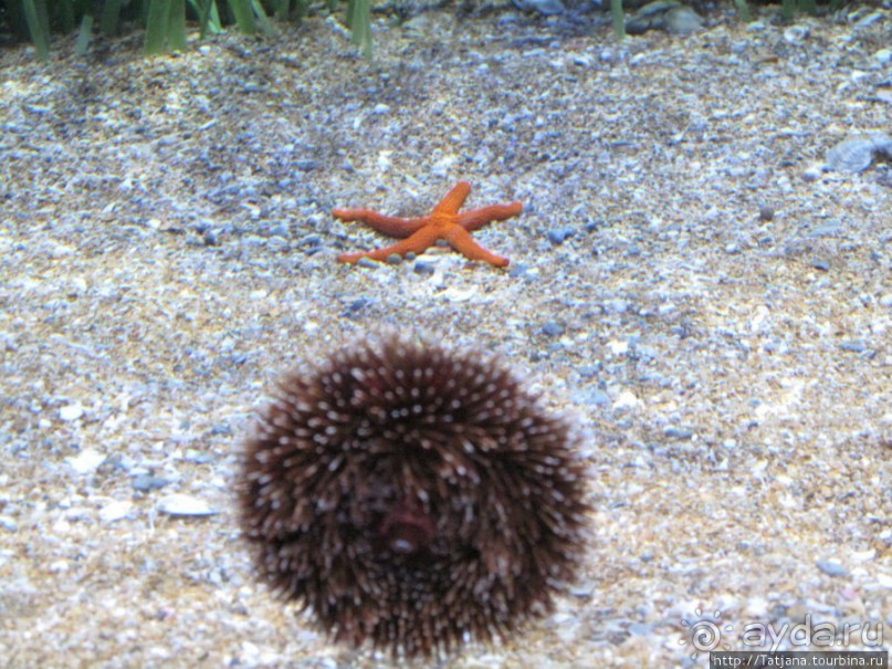 Самый крупный Океанариум в Европе.