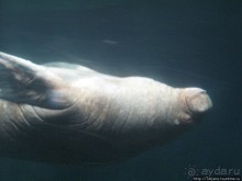 Самый крупный Океанариум в Европе.