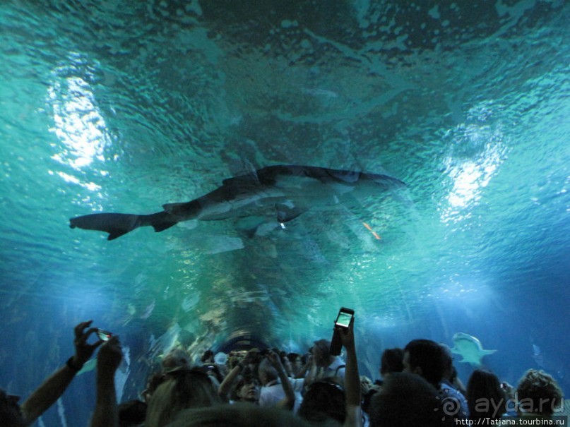 Самый крупный Океанариум в Европе.