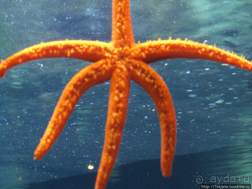 Самый крупный Океанариум в Европе.