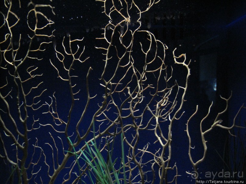 Самый крупный Океанариум в Европе.