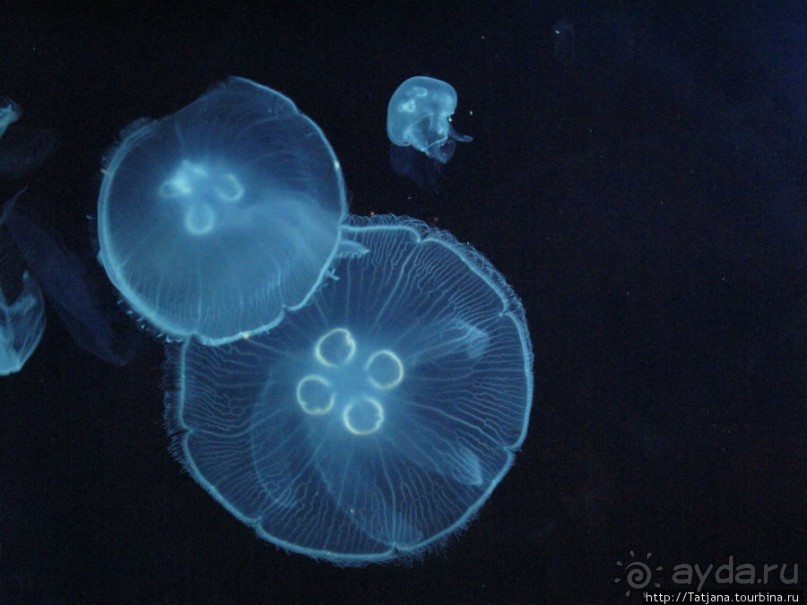 Самый крупный Океанариум в Европе.