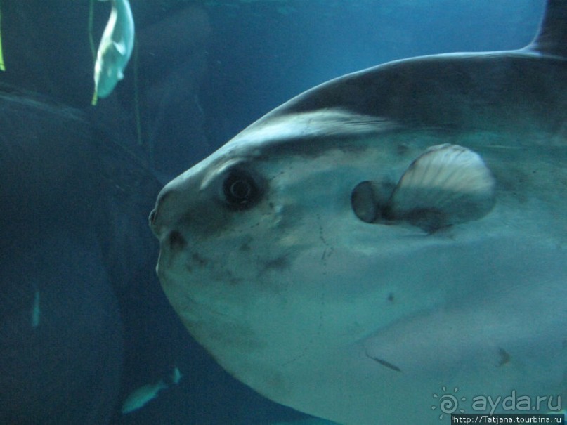 Самый крупный Океанариум в Европе.