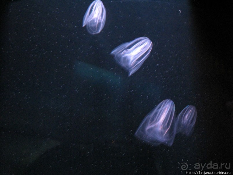 Самый крупный Океанариум в Европе.