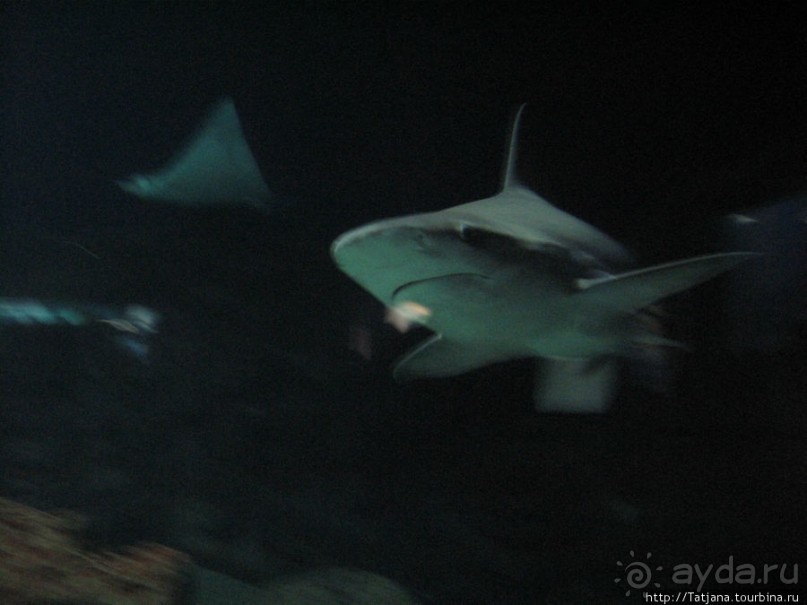 Самый крупный Океанариум в Европе.