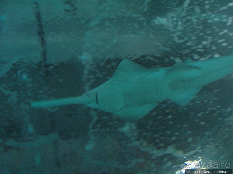 Самый крупный Океанариум в Европе.