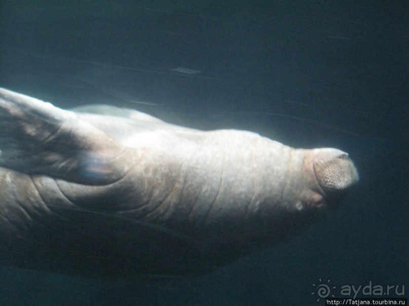 Самый крупный Океанариум в Европе.