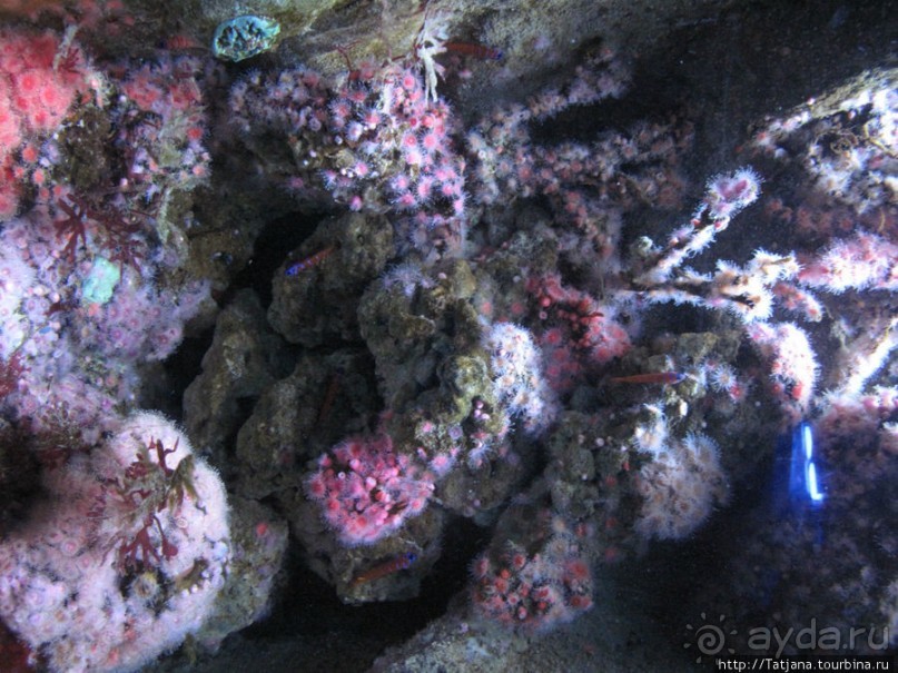 Самый крупный Океанариум в Европе.