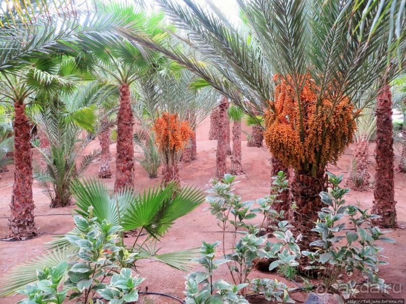 Что собой представляет остров зеленого мыса — остров Сал