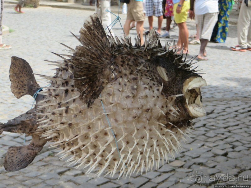 Что собой представляет остров зеленого мыса — остров Сал