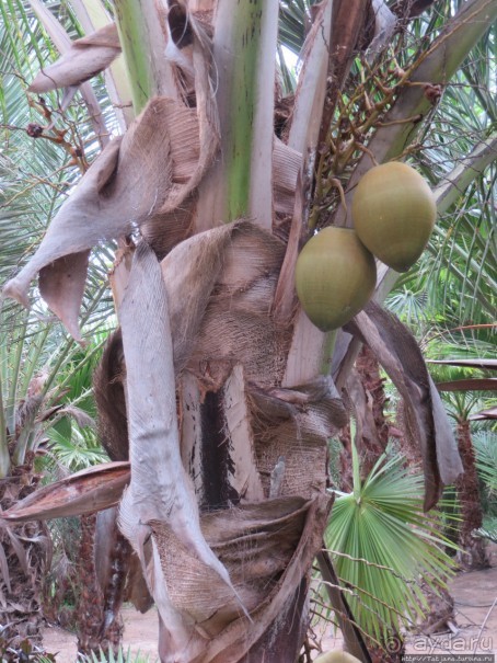Что собой представляет остров зеленого мыса — остров Сал