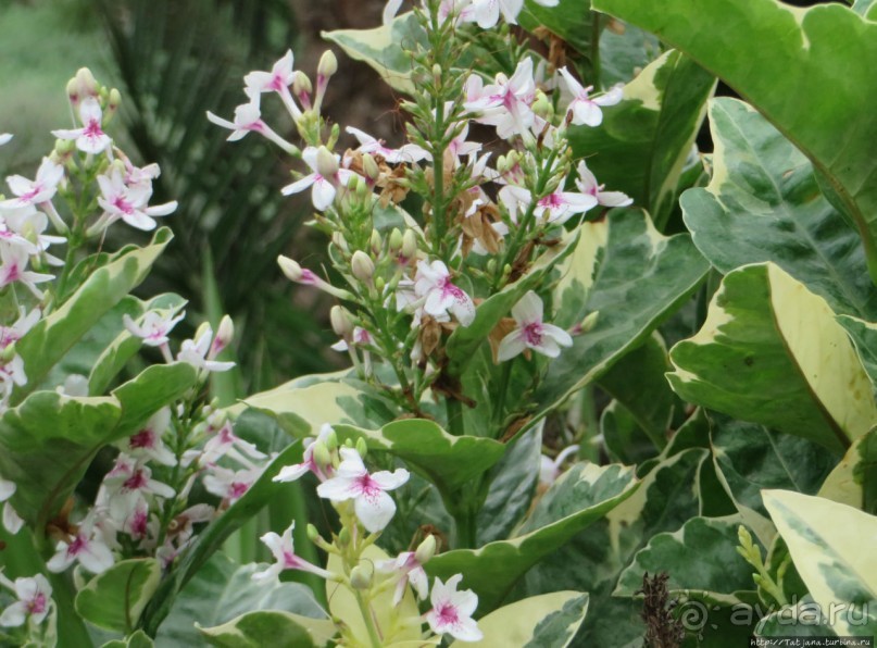 Что собой представляет остров зеленого мыса — остров Сал