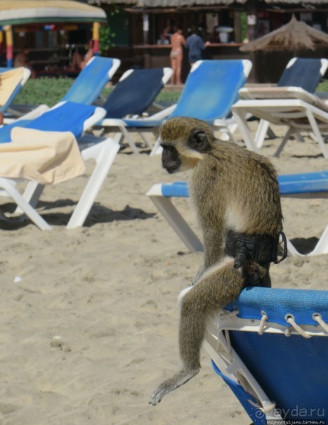 Что собой представляет остров зеленого мыса — остров Сал