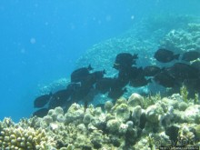 Альбом отзыва "Gorgonia Beach Resort"
