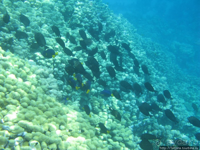 Альбом отзыва "Gorgonia Beach Resort"