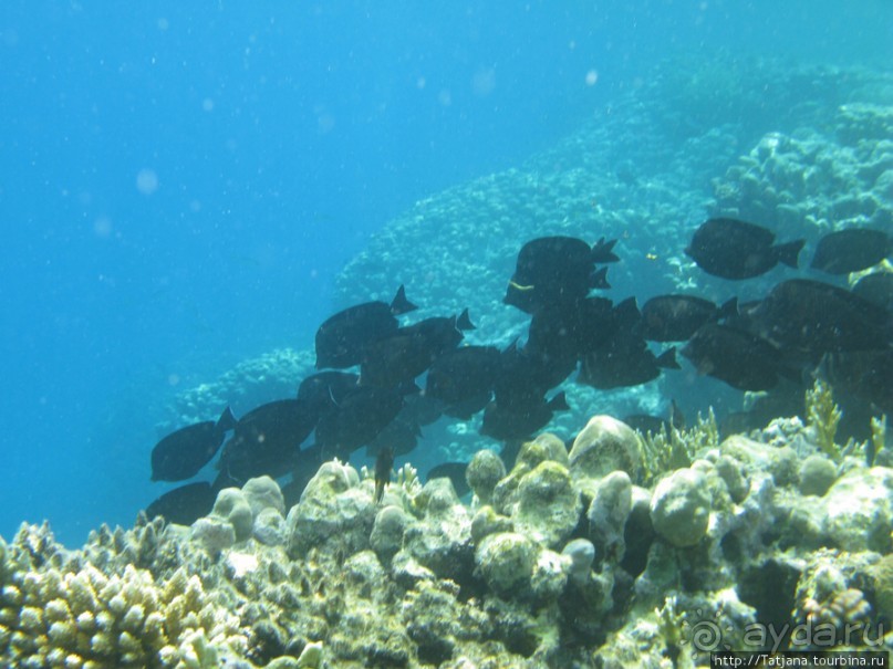 Альбом отзыва "Gorgonia Beach Resort"