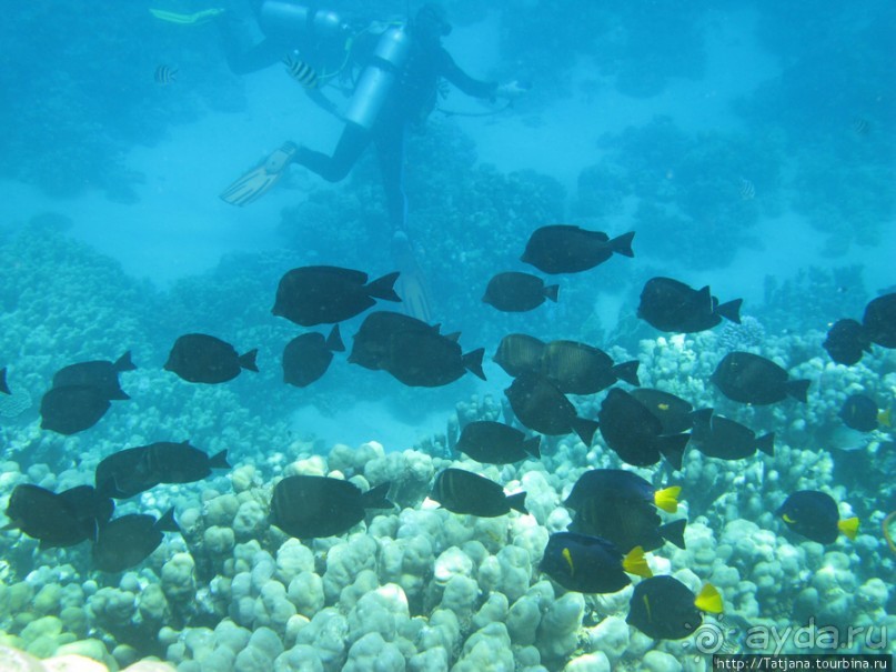 Альбом отзыва "Gorgonia Beach Resort"