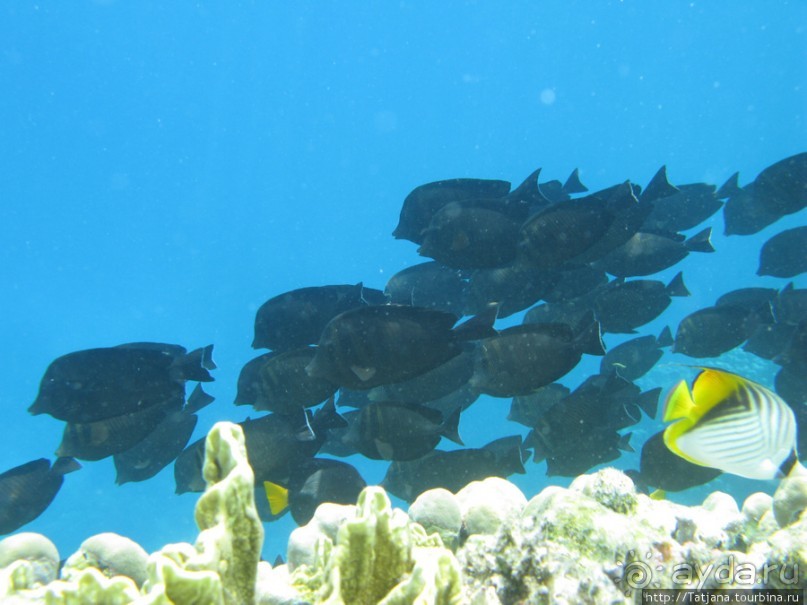 Альбом отзыва "Gorgonia Beach Resort"