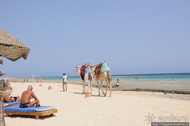 Альбом отзыва "Gorgonia Beach Resort"