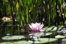 Херлен.... и почему он не в моде.