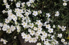 Херлен.... и почему он не в моде.