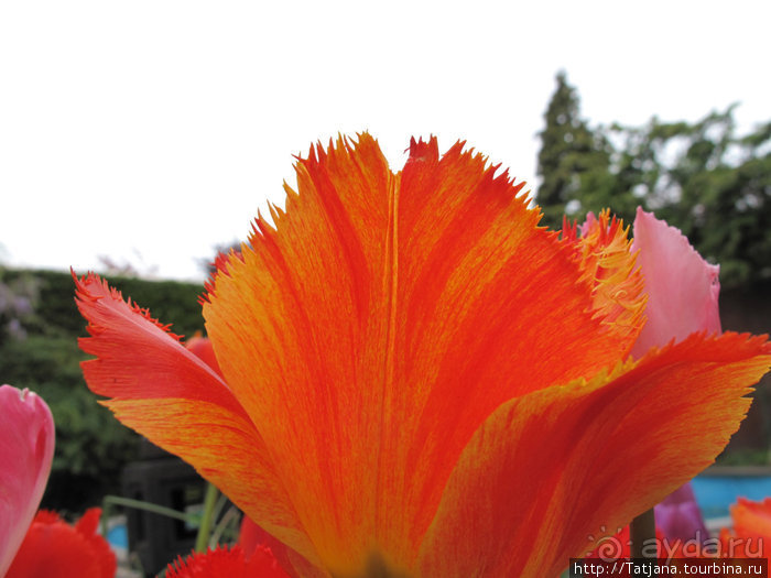 Херлен.... и почему он не в моде.