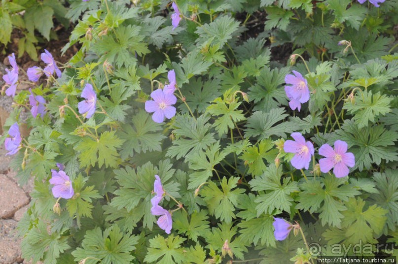 Херлен.... и почему он не в моде.