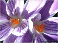 Херлен.... и почему он не в моде.