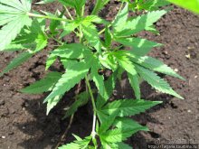 Херлен.... и почему он не в моде.