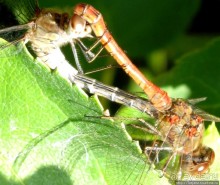 Херлен.... и почему он не в моде.