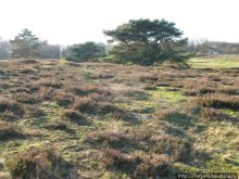 Херлен.... и почему он не в моде.