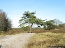 Херлен.... и почему он не в моде.