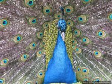 Херлен.... и почему он не в моде.