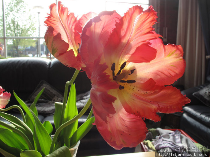 Херлен.... и почему он не в моде.