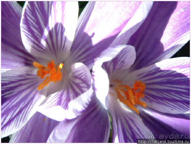 Херлен.... и почему он не в моде.