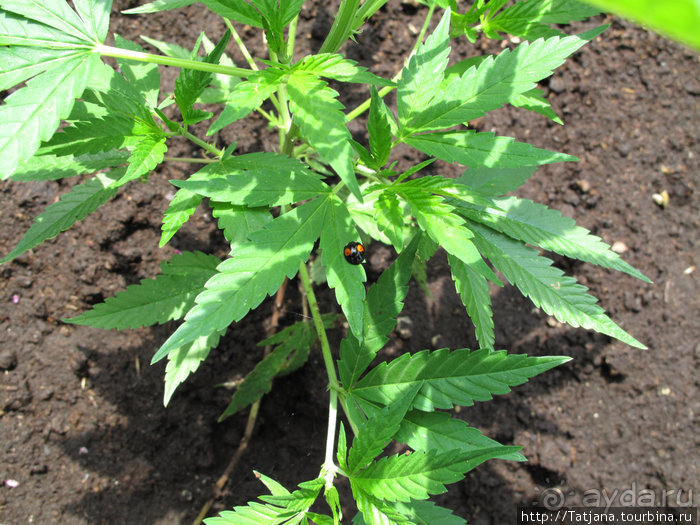 Херлен.... и почему он не в моде.