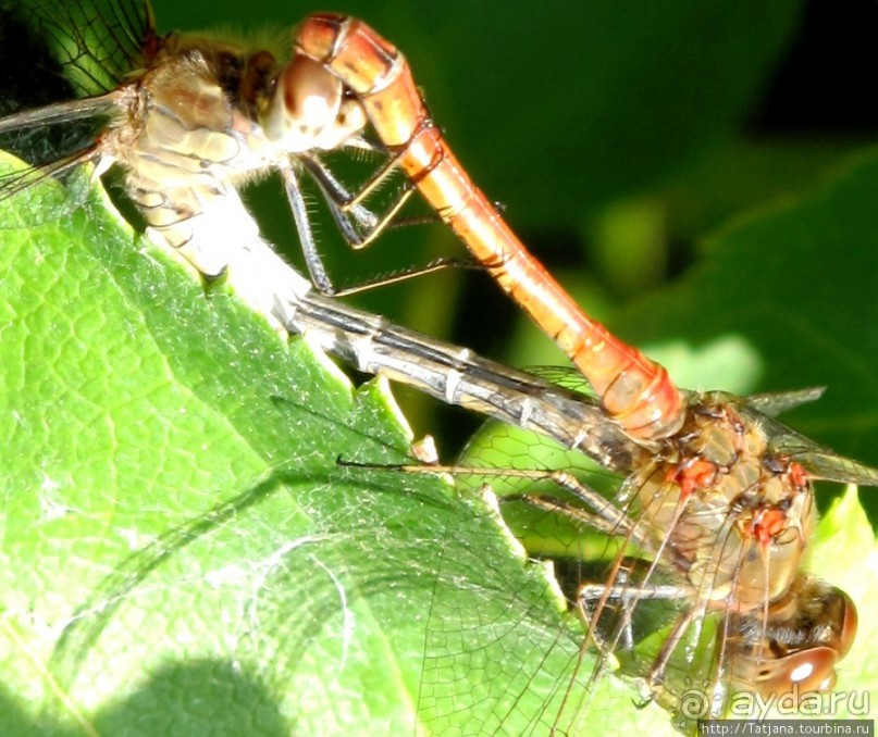 Херлен.... и почему он не в моде.