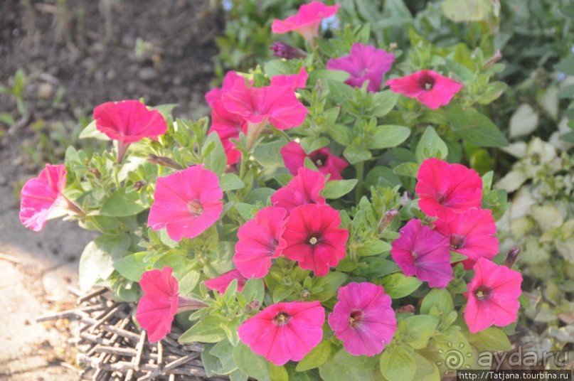 Херлен.... и почему он не в моде.