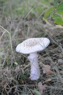 Секретная пробежка за грибами
