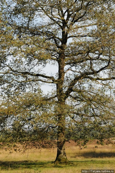 Секретная пробежка за грибами