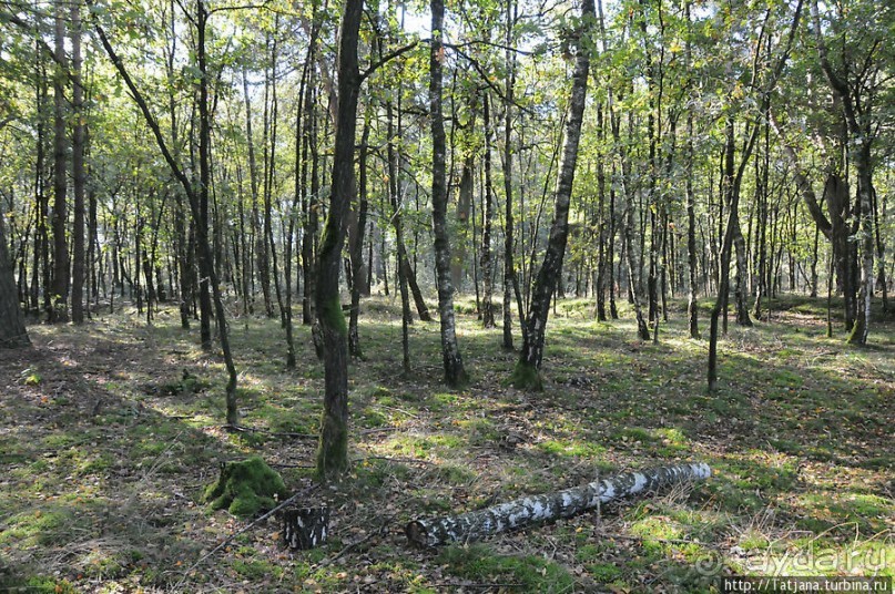 Секретная пробежка за грибами